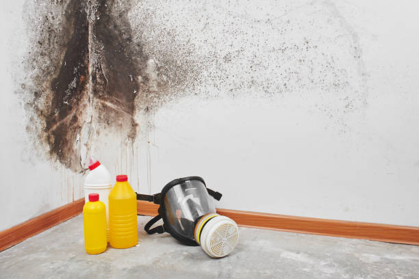 Best Crawl Space Mold Removal  in Woodward, IA