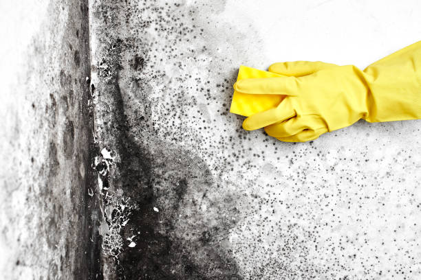 Professional Mold Removal in Woodward, IA