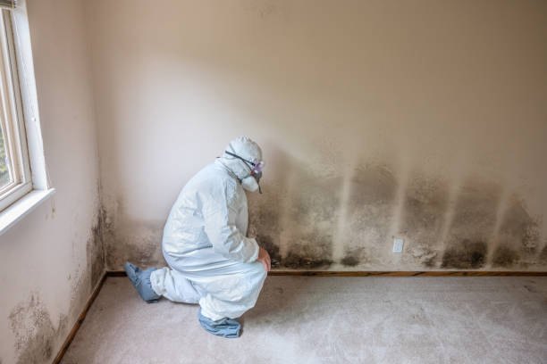 Mold Removal and Inspection in Woodward, IA