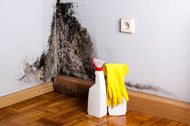 Best Mold Testing  in Woodward, IA