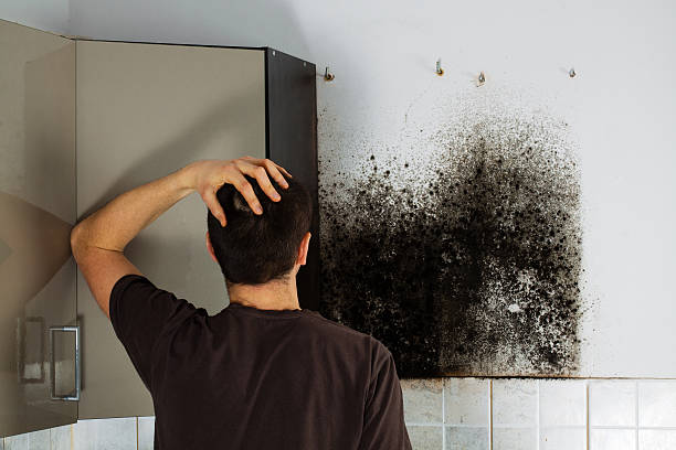 Best Professional Mold Removal  in Woodward, IA
